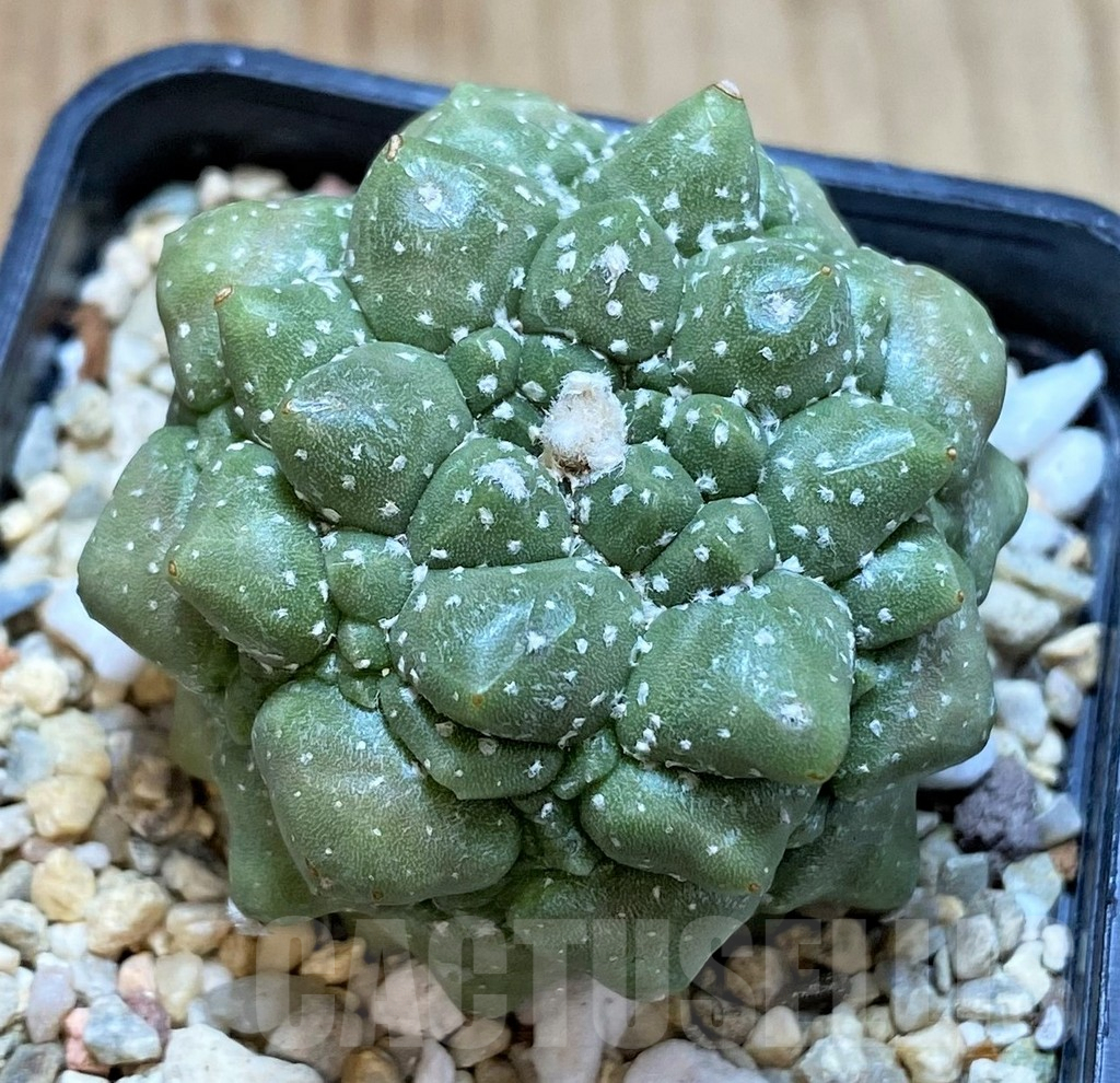 SHPR35862 Astrophytum asterias ‘Kikko'