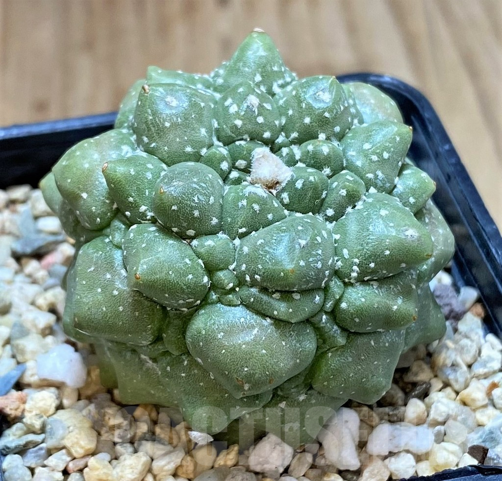 SHPR35862 Astrophytum asterias ‘Kikko' - Image 2