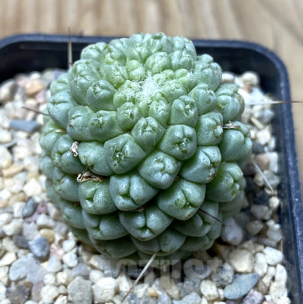 SHPR35562 Mammillaria schumannii ‘inermis’