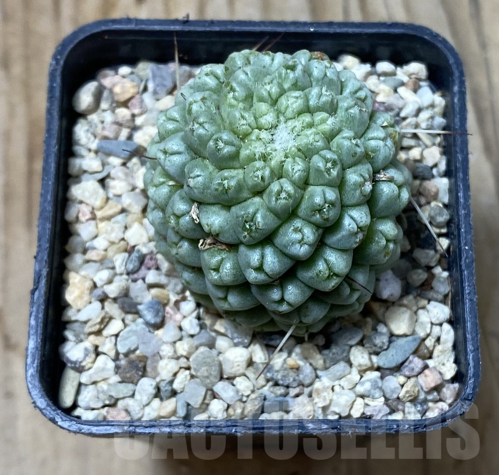 SHPR35562 Mammillaria schumannii ‘inermis’ – Image 2