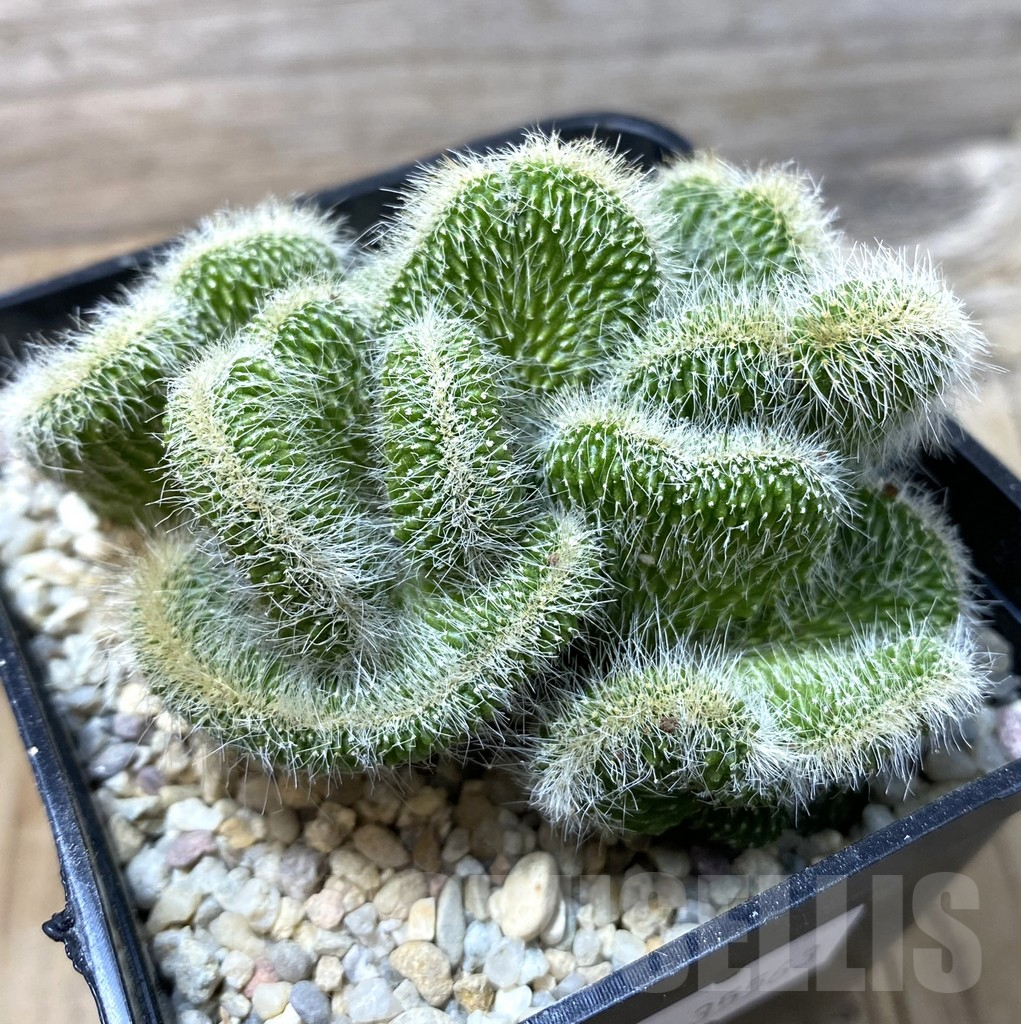 SHPR35563 Neobuxbaumia polylopha f. cristata