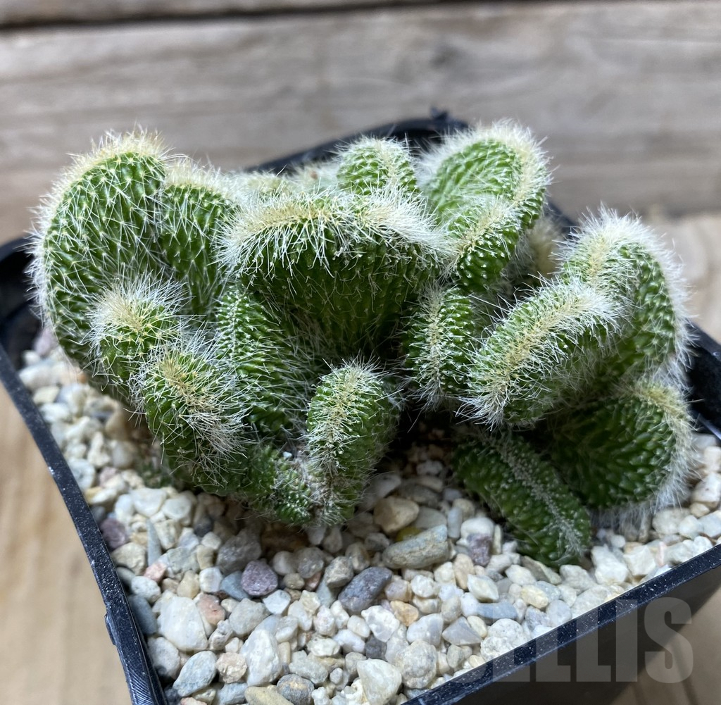 SHPR35563 Neobuxbaumia polylopha f. cristata - Obrázek 2