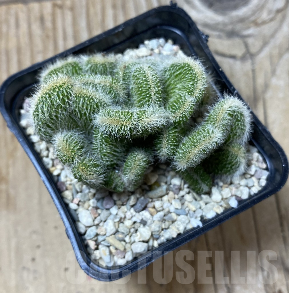 SHPR35563 Neobuxbaumia polylopha f. cristata - Obrázek 3