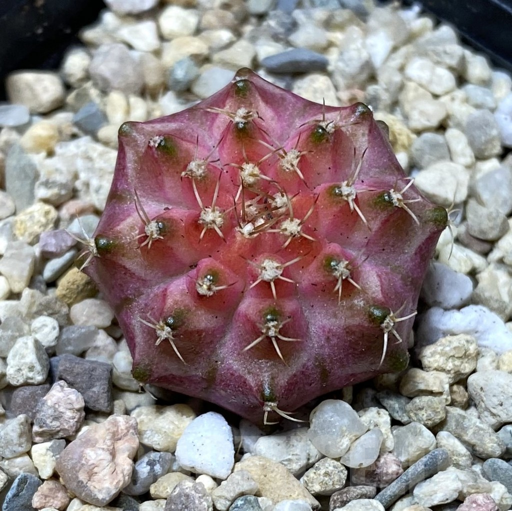 SHPR35615 Gymnocalycium mihanovichii ‘Neon’ hybrid