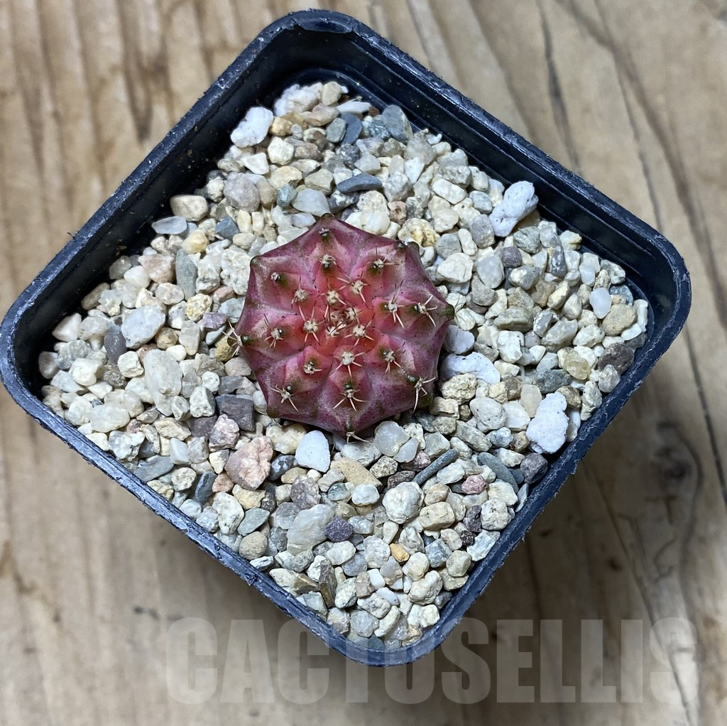 SHPR35615 Gymnocalycium mihanovichii ‘Neon’ hybrid - Image 2