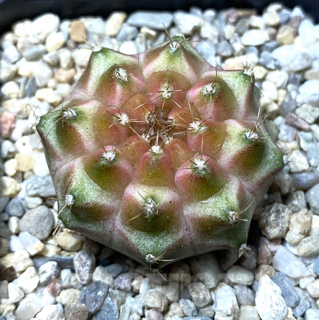 SHPR35617 Gymnocalycium mihanovichii ‘Neon’ hybrid