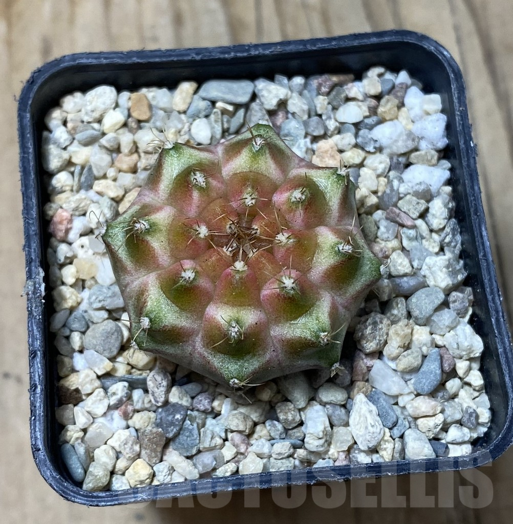 SHPR35617 Gymnocalycium mihanovichii ‘Neon’ hybrid - Image 2