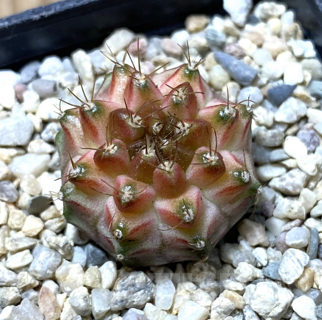 SHPR35619 Gymnocalycium mihanovichii ‘Neon’ hybrid