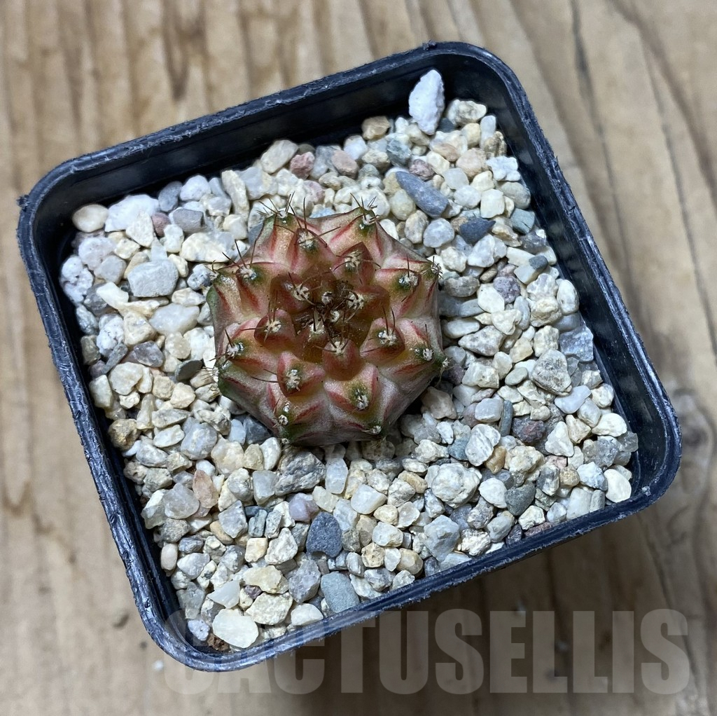 SHPR35619 Gymnocalycium mihanovichii ‘Neon’ hybrid - Obrázek 2