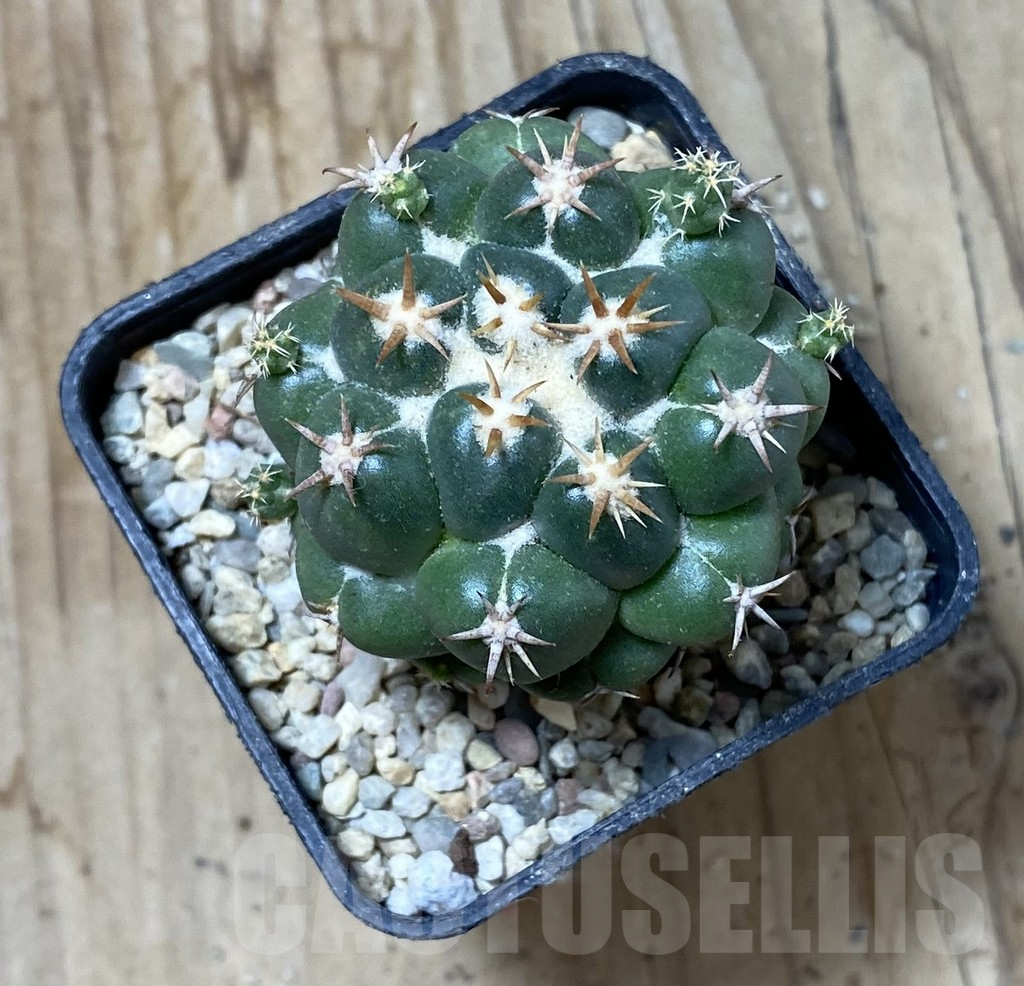 SHPR35564 Coryphantha elephantidens ‘Family’ - Image 2