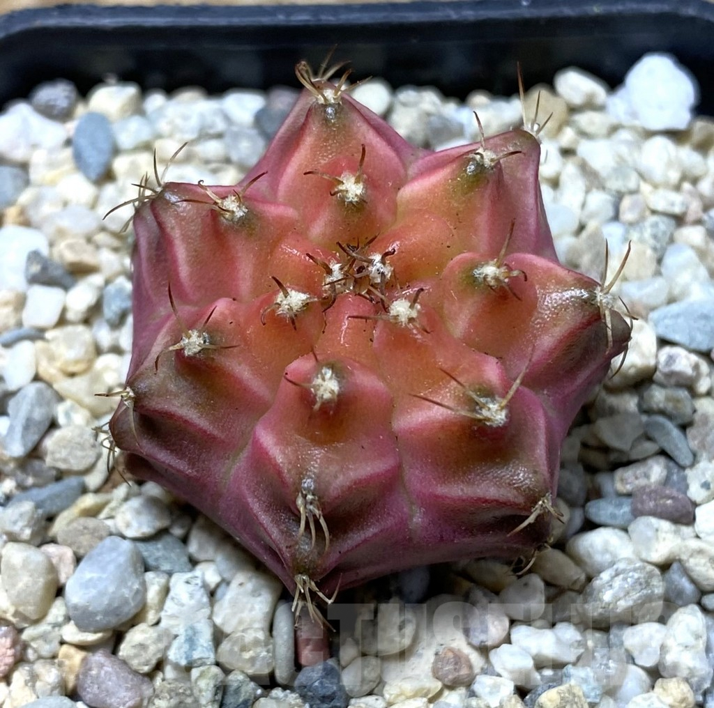 SHPR35624 Gymnocalycium mihanovichii ‘Neon’ hybrid