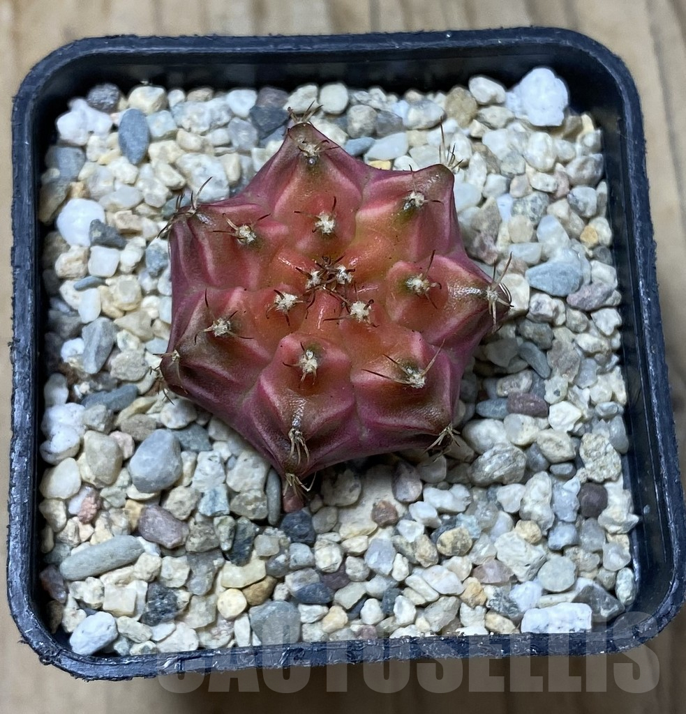 SHPR35624 Gymnocalycium mihanovichii ‘Neon’ hybrid - Obrázek 2