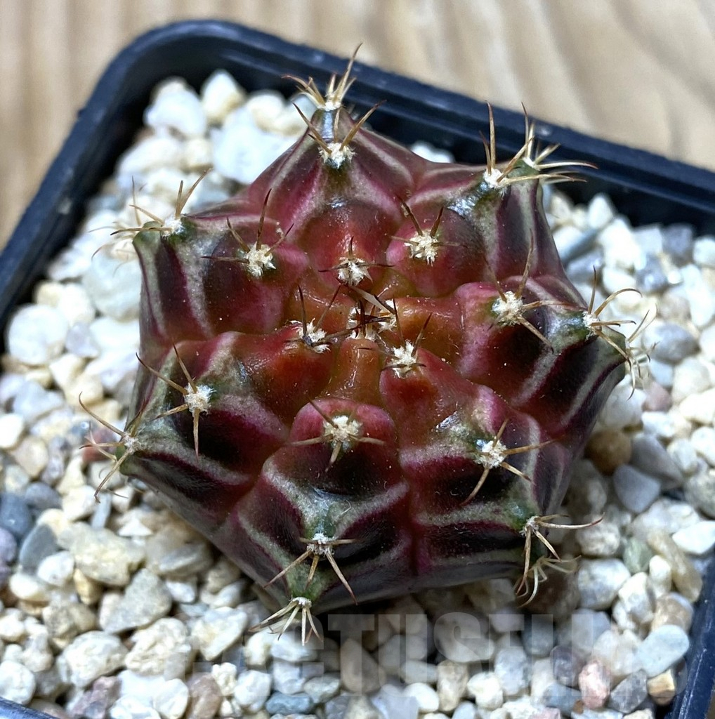 SHPR35625 Gymnocalycium mihanovichii ‘Neon’ hybrid