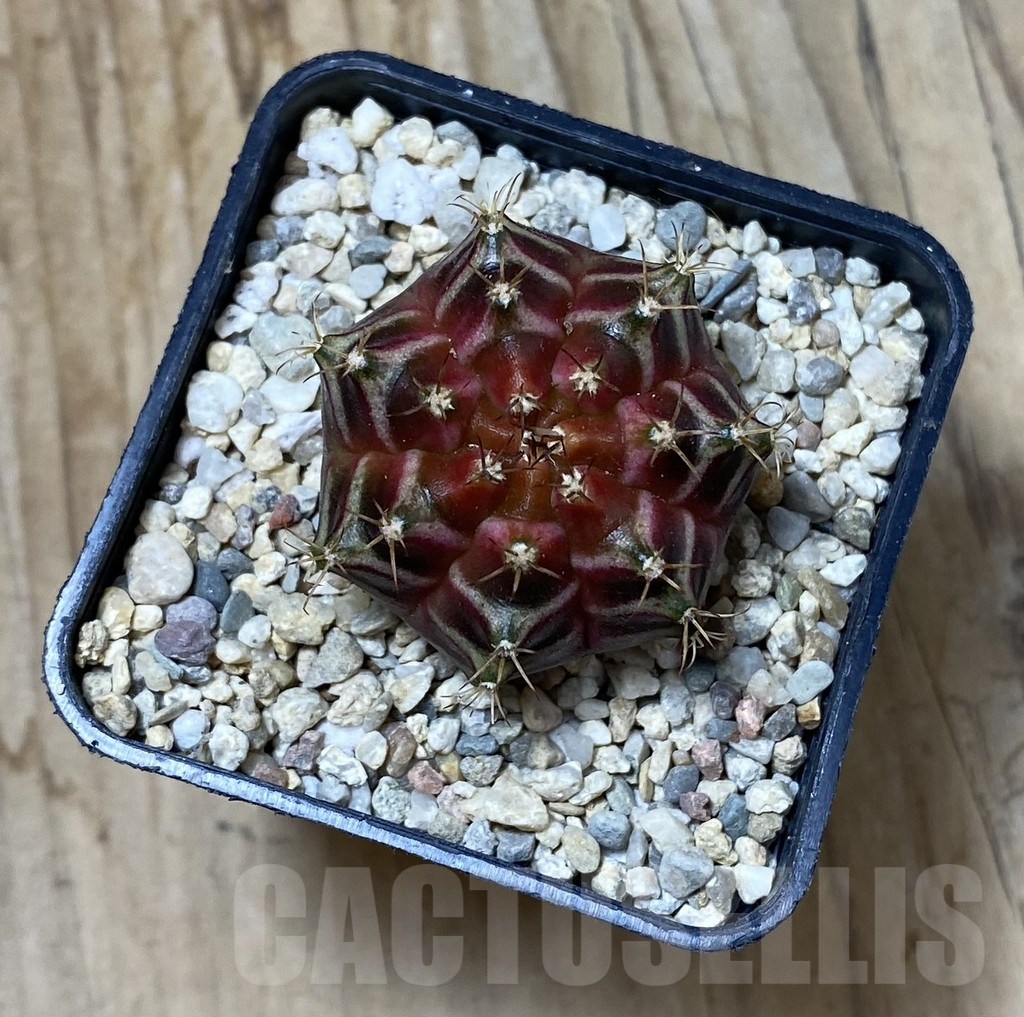 SHPR35625 Gymnocalycium mihanovichii ‘Neon’ hybrid - Obrázek 2