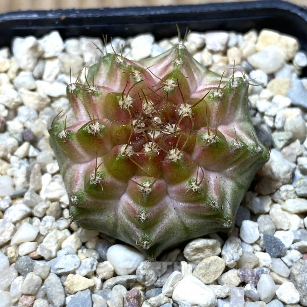 SHPR35626 Gymnocalycium mihanovichii ‘Neon’ hybrid