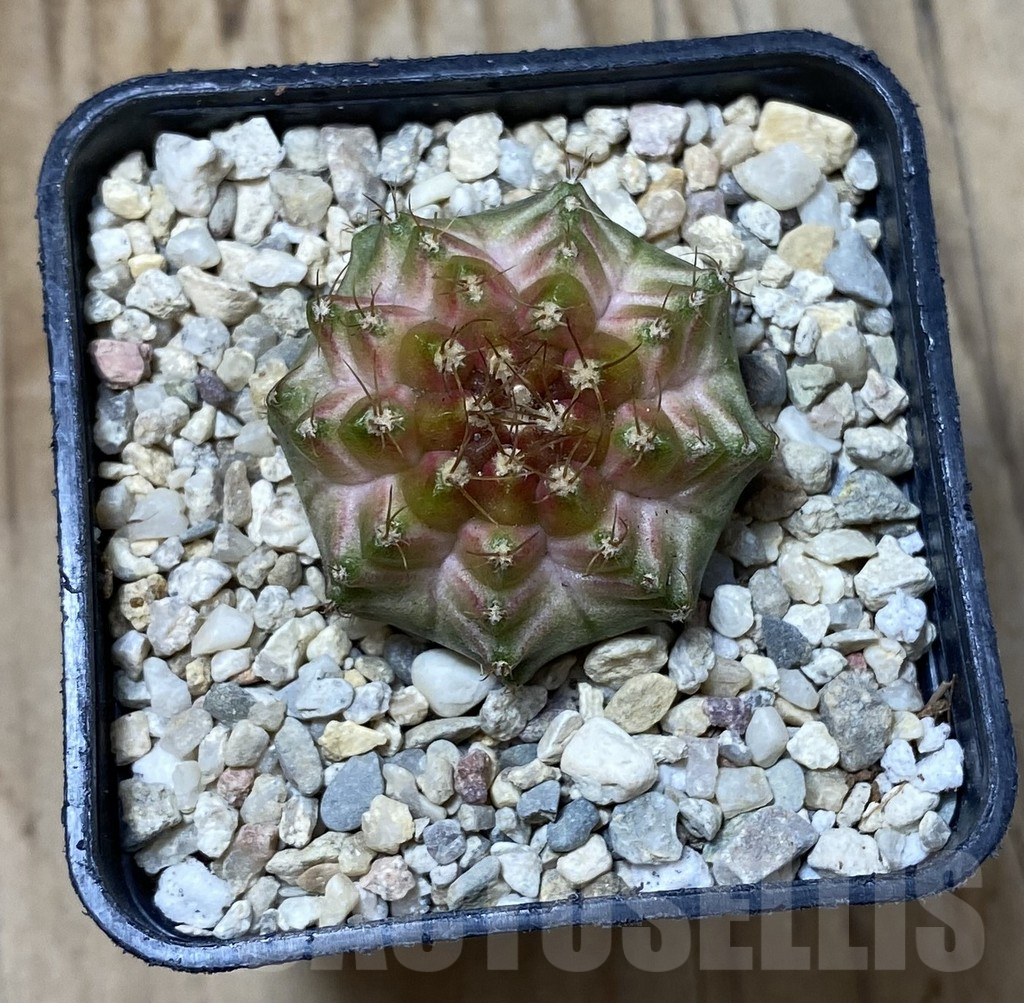 SHPR35626 Gymnocalycium mihanovichii ‘Neon’ hybrid - Obrázek 2