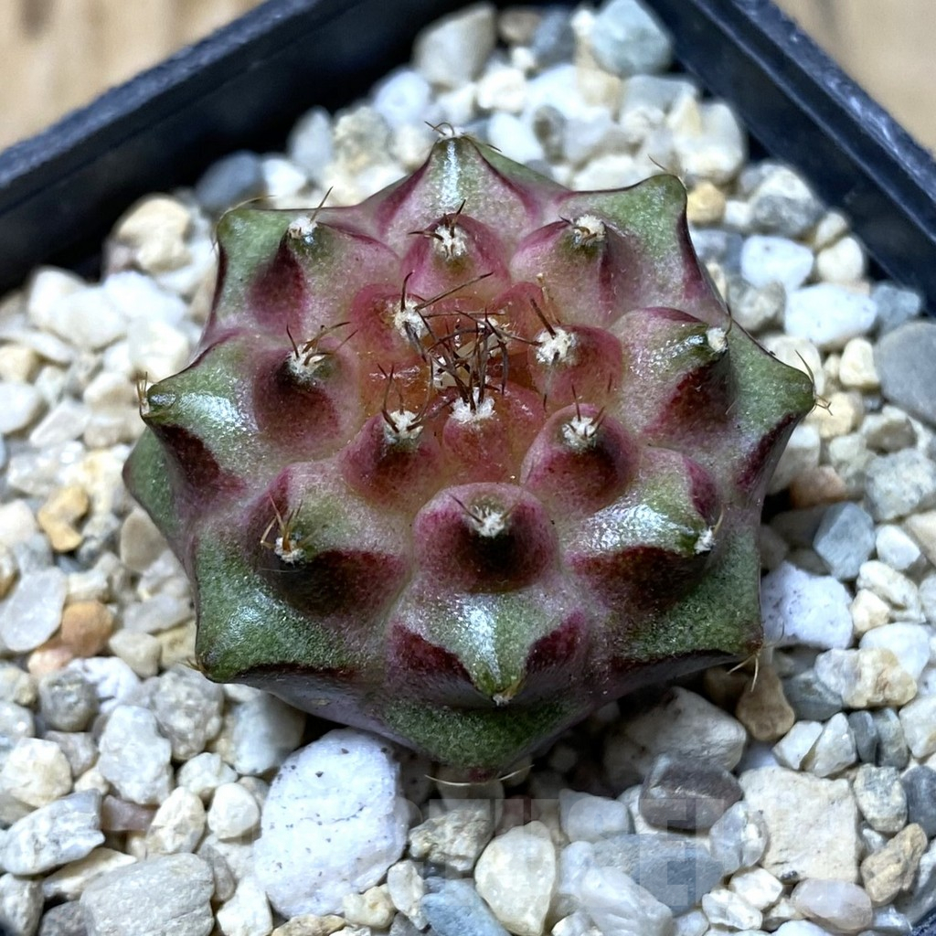 SHPR35627 Gymnocalycium mihanovichii ‘Neon’ hybrid