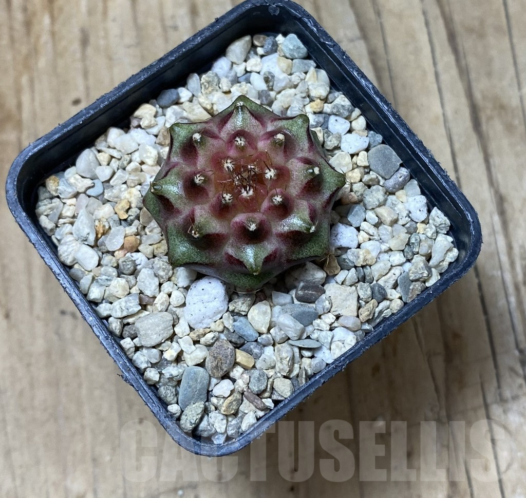 SHPR35627 Gymnocalycium mihanovichii ‘Neon’ hybrid - Image 2