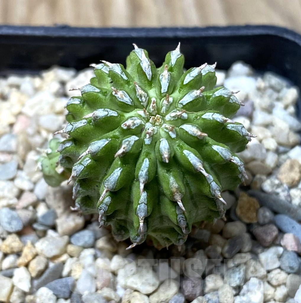 SHPR35566 Euphorbia sepulta