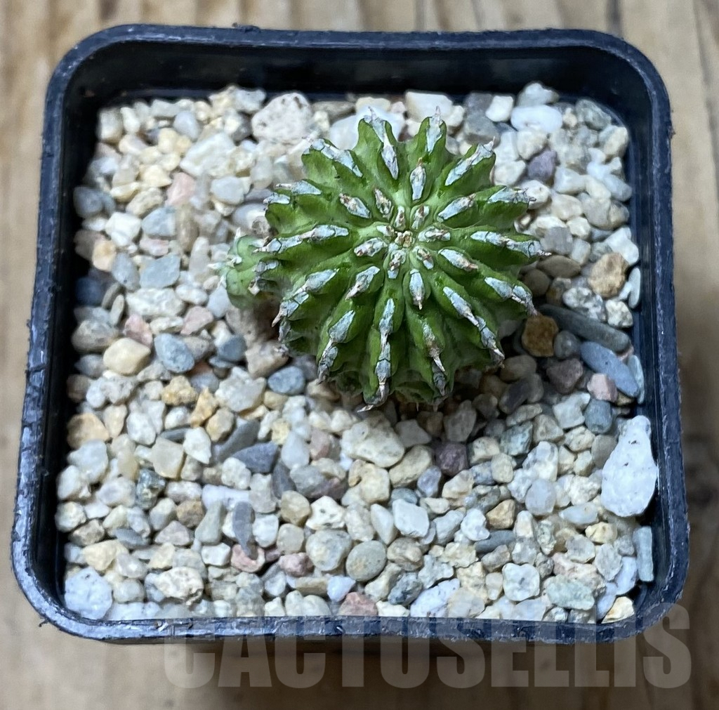 SHPR35566 Euphorbia sepulta – Image 2