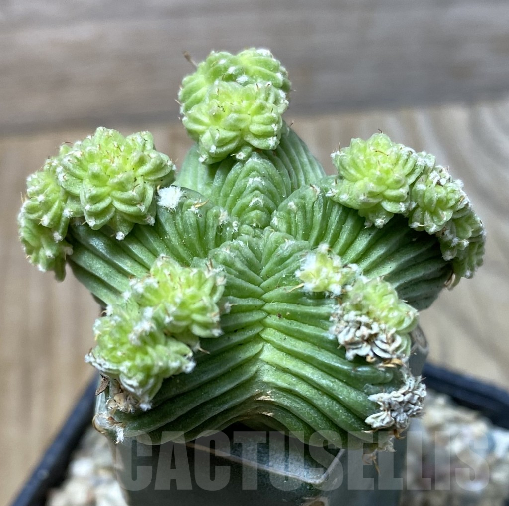 SHPR35567 Aztekium valdezii, grafted