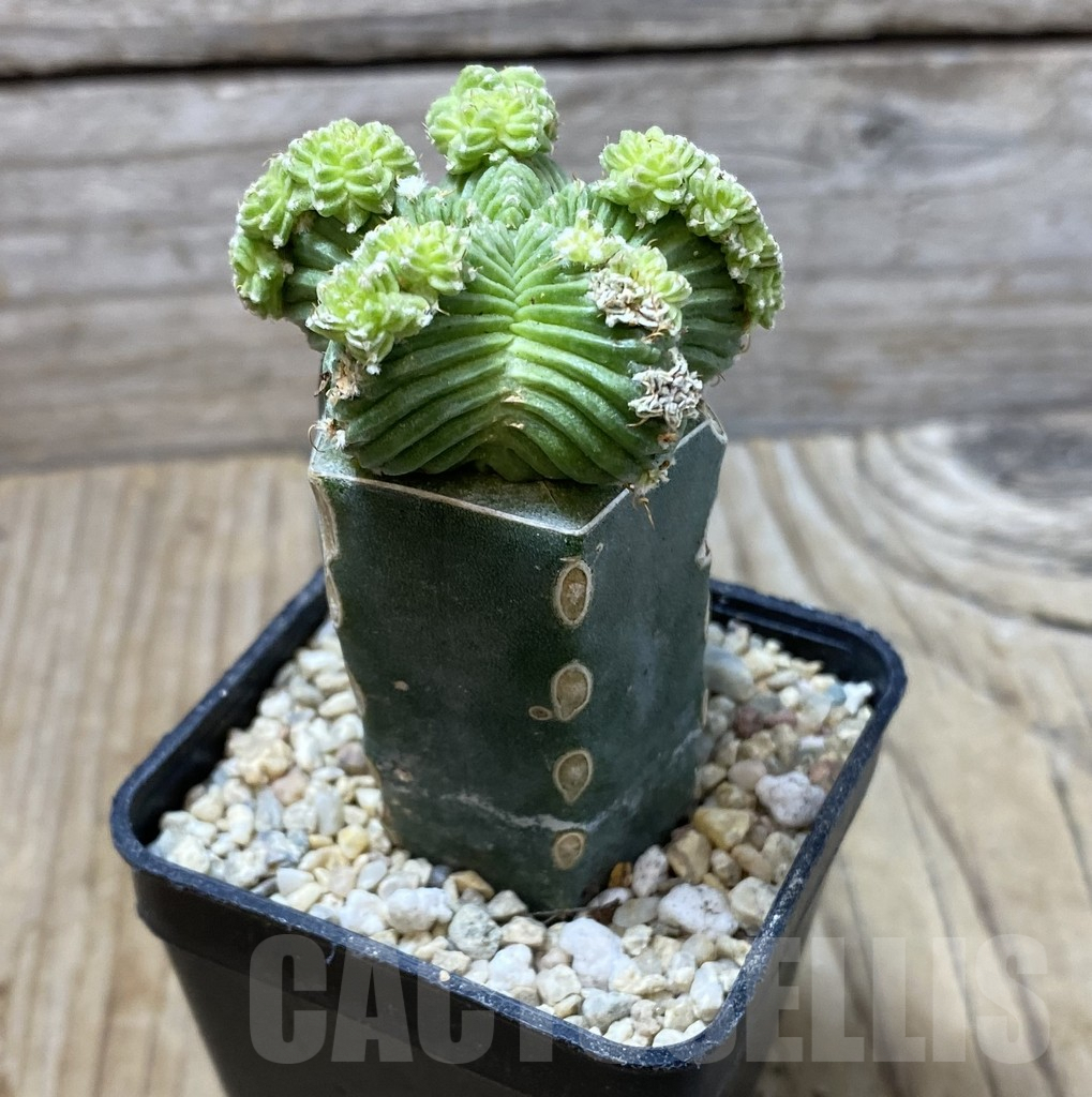 SHPR35567 Aztekium valdezii, grafted - 画像 (2)