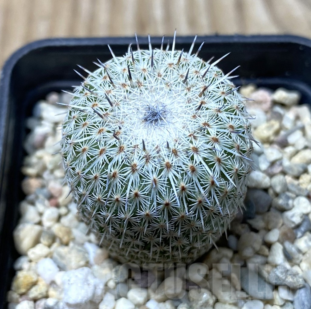 SHPR35568 Epithelantha micromeris v. unguispina