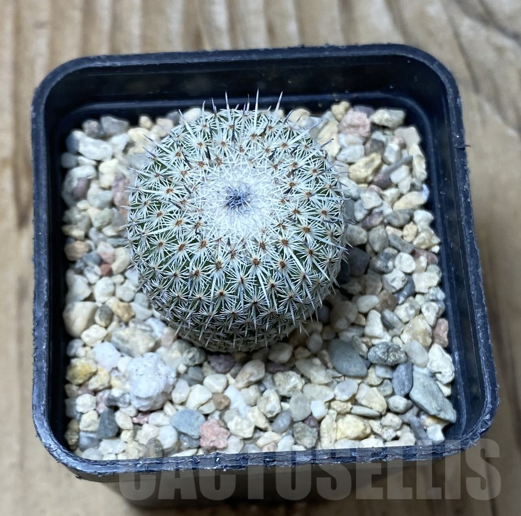 SHPR35568 Epithelantha micromeris v. unguispina - Obrázek 2