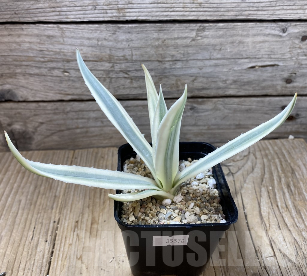 SHPR35570 Agave angustifolia 'Milky White' - 画像 (2)