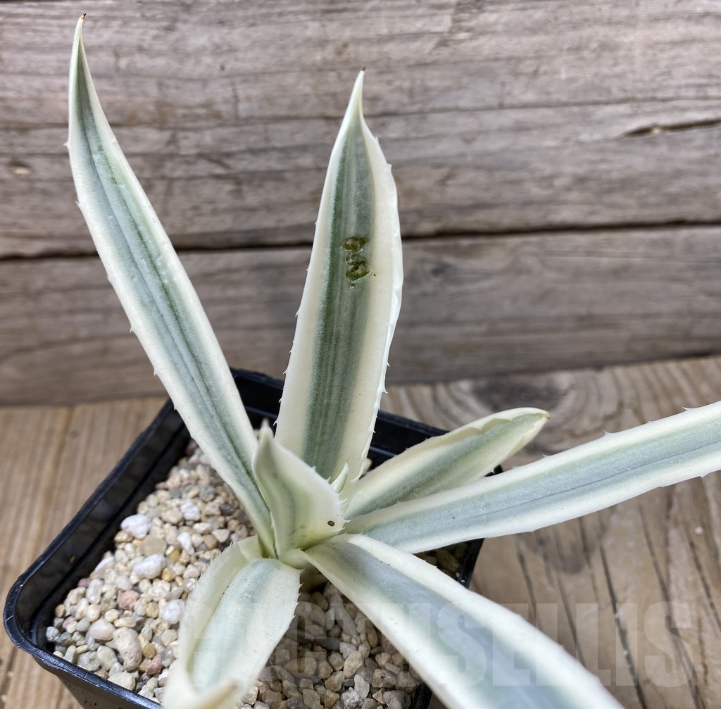 SHPR35570 Agave angustifolia 'Milky White' - 画像 (3)
