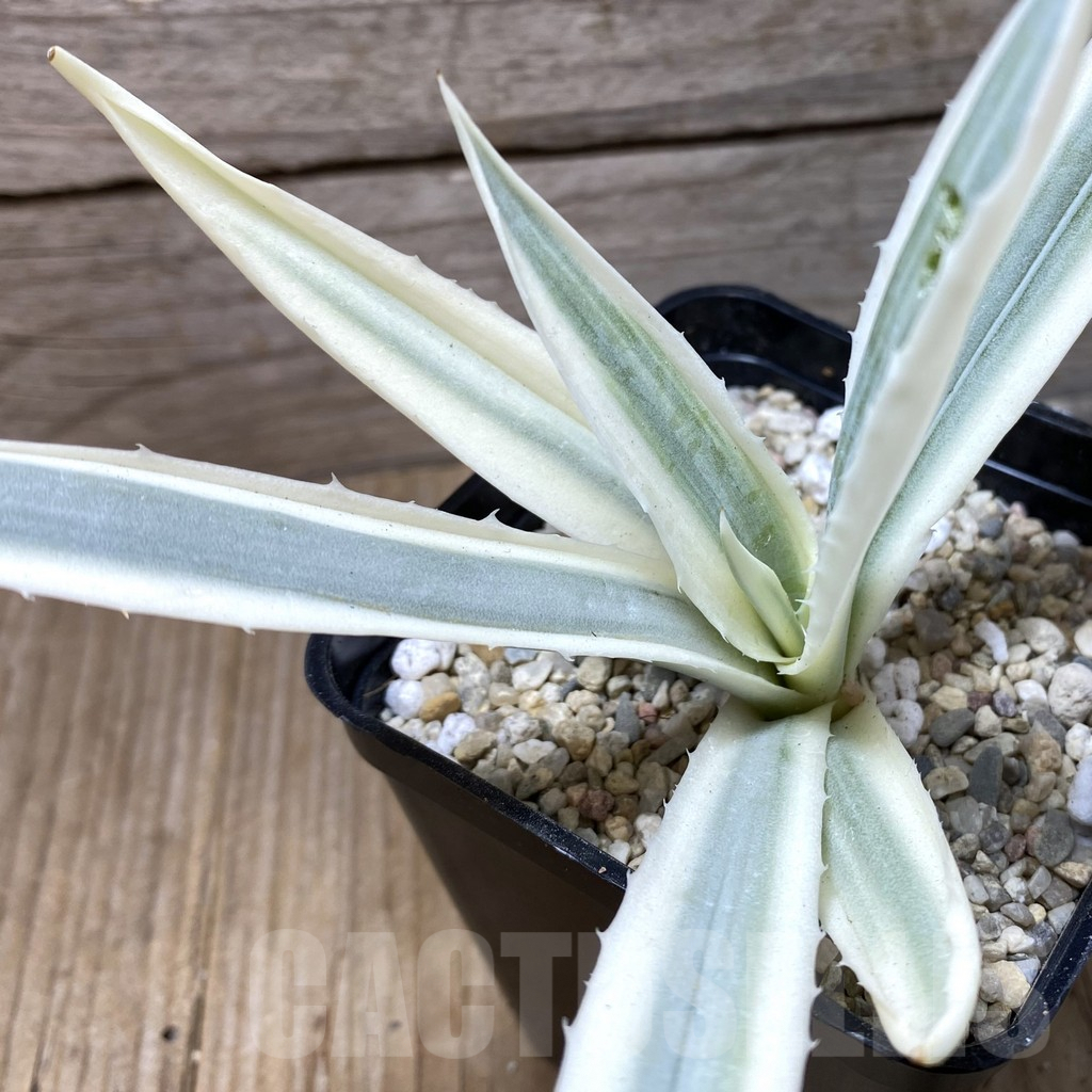SHPR35570 Agave angustifolia 'Milky White'