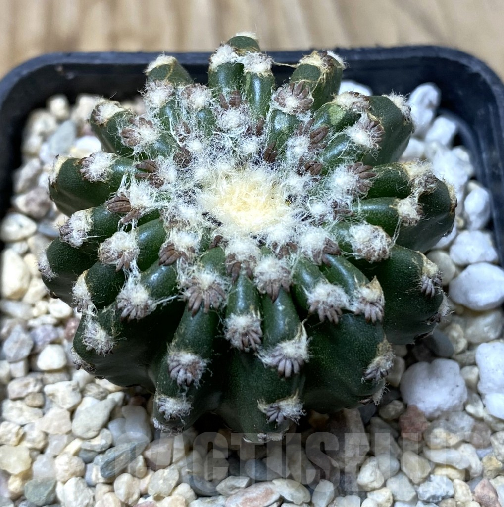 SHPR35572 Discocactus horstii