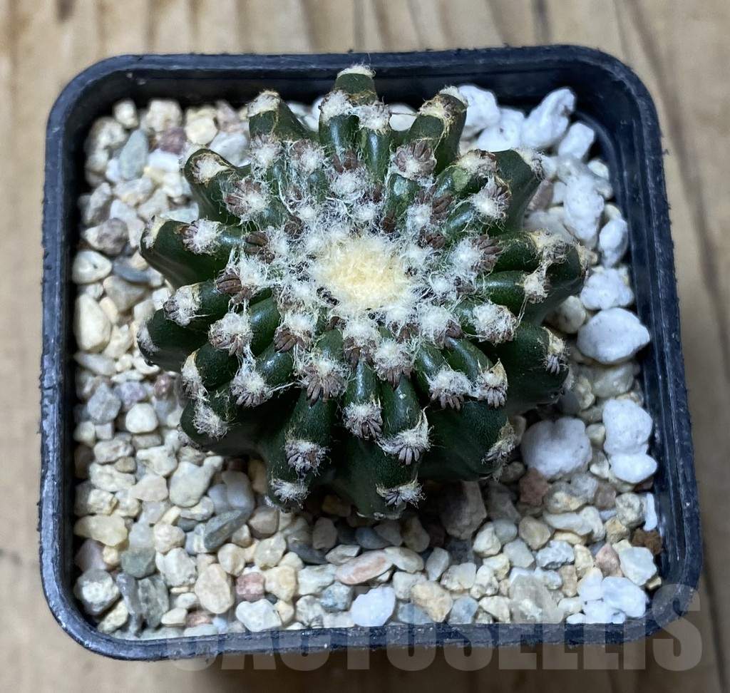 SHPR35572 Discocactus horstii – Image 2