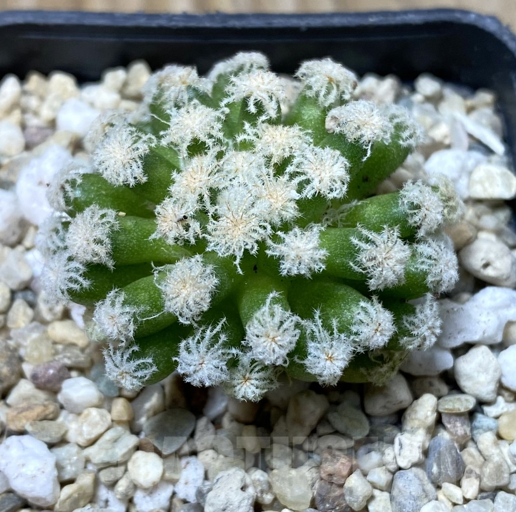 SHPR35560 Mammillaria plumosa snow, short spine