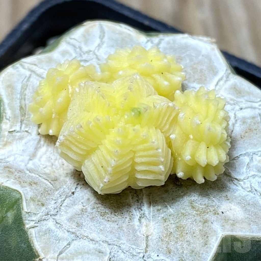 SHPR35574 Aztekium valdezii f. variegata, grafted