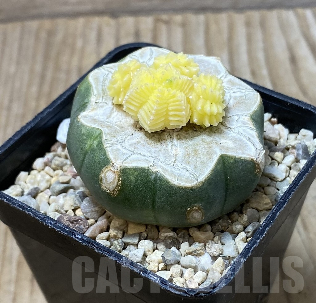 SHPR35574 Aztekium valdezii f. variegata, grafted - immagine 2