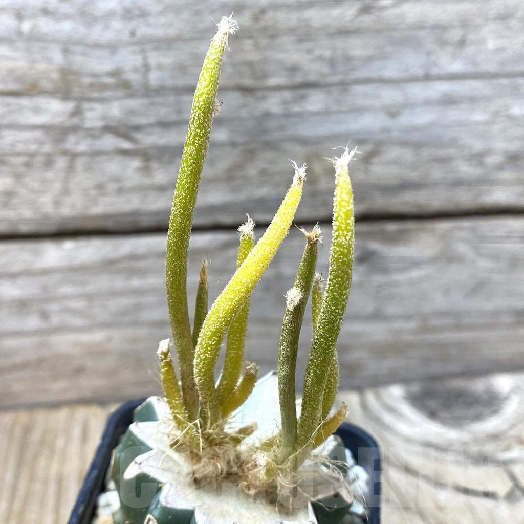 SHPR35575 Astrophytum caput-medusae f. variegata, grafted