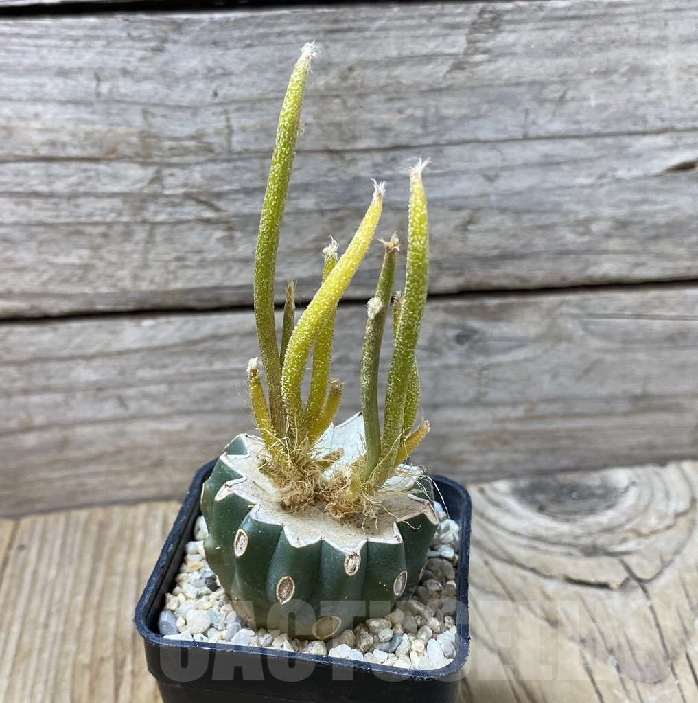 SHPR35575 Astrophytum caput-medusae f. variegata, grafted - Image 2