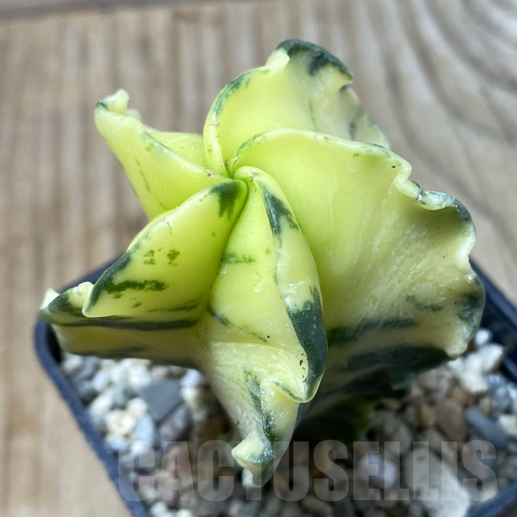 SHPR35577 Astrophytum myriostigma f. variegata