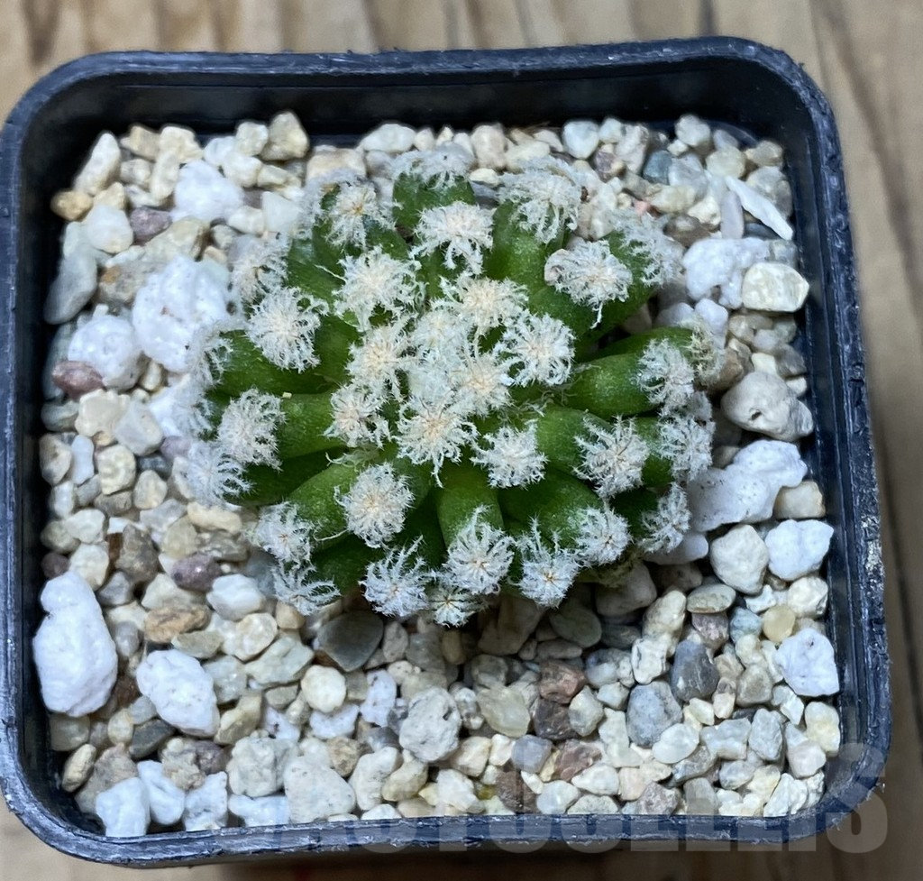 SHPR35560 Mammillaria plumosa snow, short spine – Bild 2