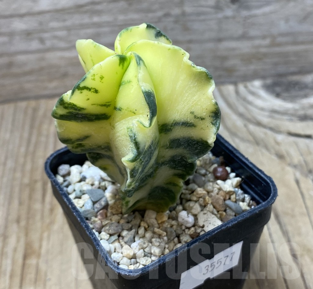 SHPR35577 Astrophytum myriostigma f. variegata – Image 2