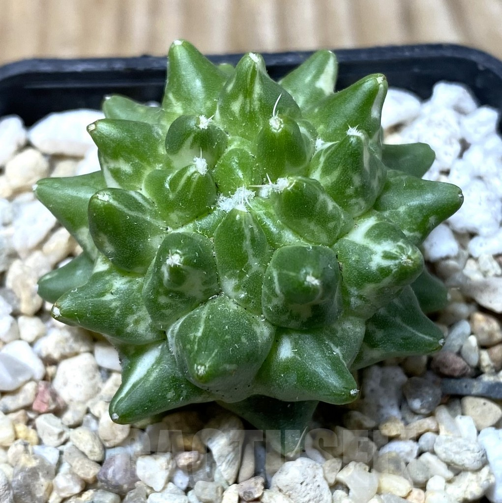 SHPR35561 Mammillaria bucareliensis ‘Erusamu’ f. variegata