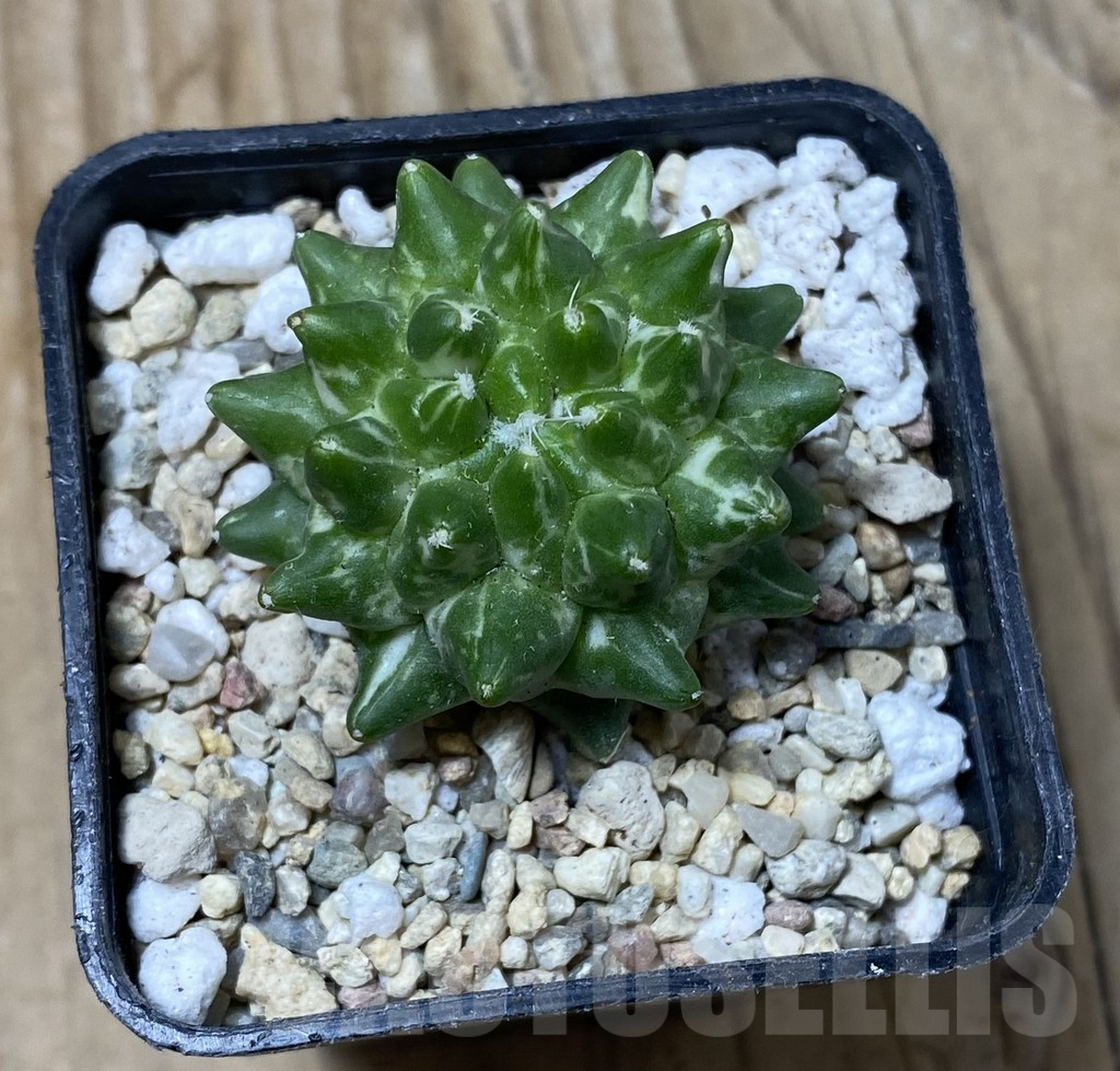 SHPR35561 Mammillaria bucareliensis ‘Erusamu’ f. variegata - Зображення 2