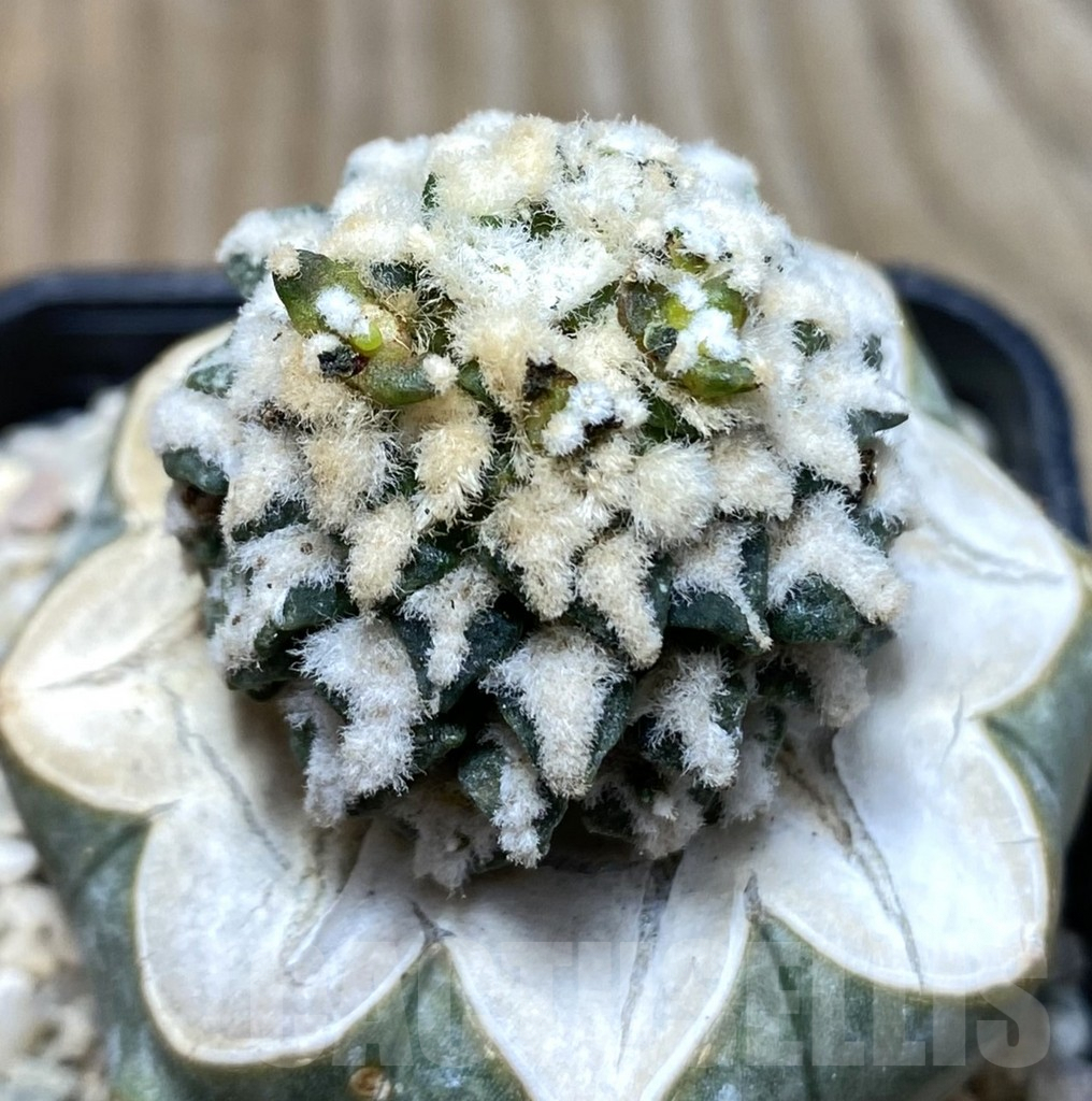 SHPR35696 Ariocarpus kotschoubeyanus hybrid, grafted