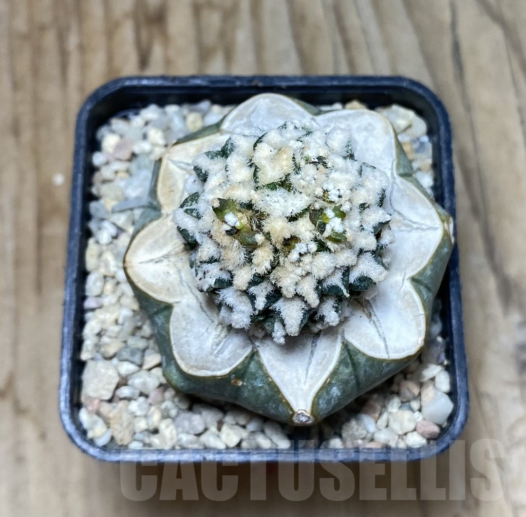 SHPR35696 Ariocarpus kotschoubeyanus hybrid, grafted - Image 2