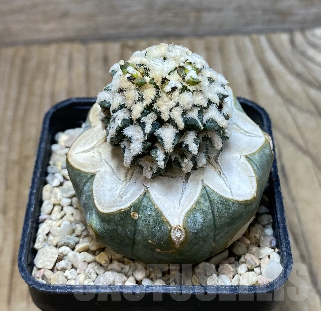 SHPR35696 Ariocarpus kotschoubeyanus hybrid, grafted - Image 3