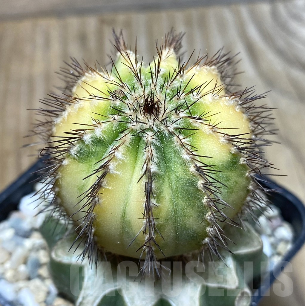 SHPR35703 Uebelmannia pectinifera f. variegata, grafted
