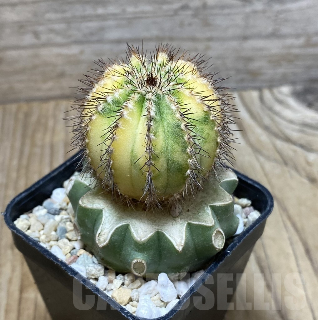 SHPR35703 Uebelmannia pectinifera f. variegata, grafted - Image 2