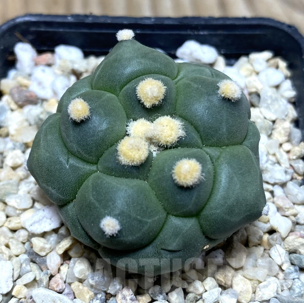 SHPR35711 Astrophytum asterias ‘Kikko’