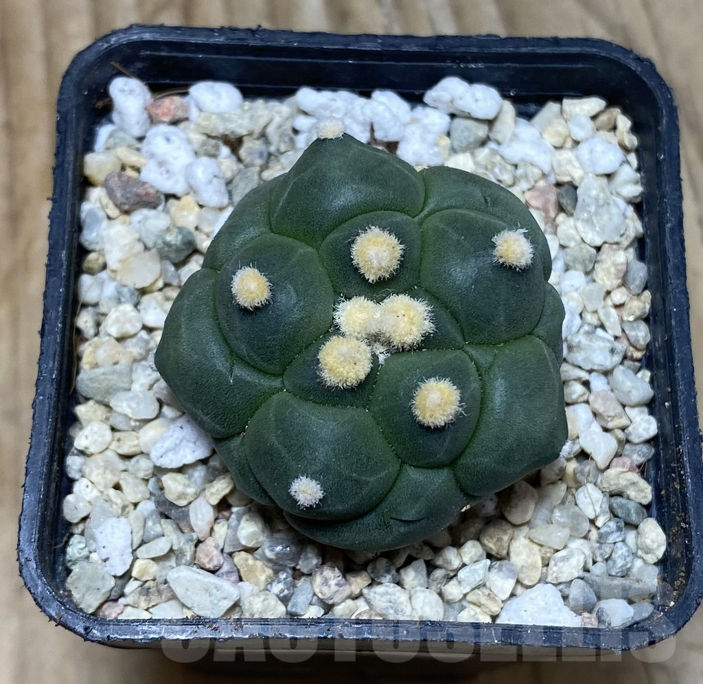 SHPR35711 Astrophytum asterias ‘Kikko’ - immagine 2
